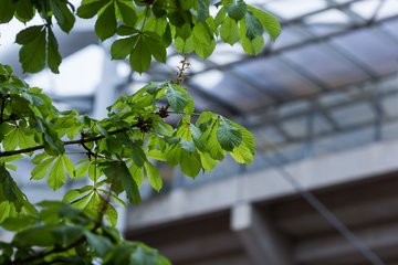 Bild 27 - BL Club an der Alster - THC von Horn und Hamm : Ergebnis: 9:0